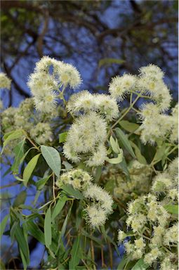 APII jpeg image of Angophora floribunda  © contact APII