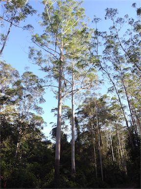 APII jpeg image of Eucalyptus grandis  © contact APII