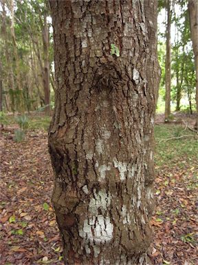 APII jpeg image of Synoum glandulosum  © contact APII