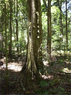 APII jpeg image of Planchonella australis  © contact APII