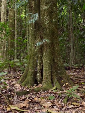 APII jpeg image of Guilfoylia monostylis  © contact APII