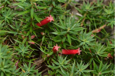 APII jpeg image of Astroloma humifusum  © contact APII