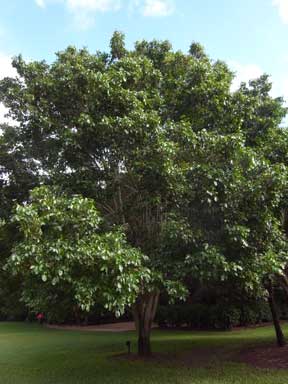 APII jpeg image of Pleiogynium timoriense  © contact APII