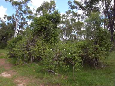 APII jpeg image of Cryptostegia grandiflora  © contact APII