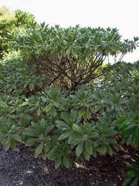 APII jpeg image of Heliotropium foertherianum  © contact APII