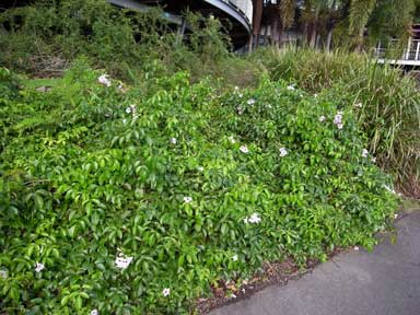 APII jpeg image of Pandorea jasminoides  © contact APII