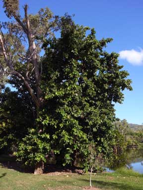 APII jpeg image of Heritiera littoralis  © contact APII