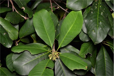 APII jpeg image of Pleioluma laurifolia  © contact APII