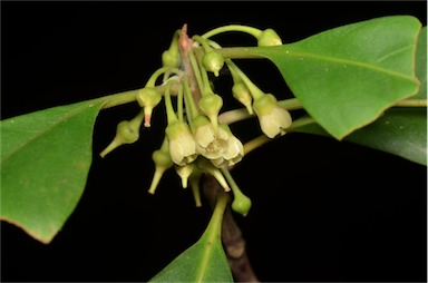 APII jpeg image of Pleioluma laurifolia  © contact APII