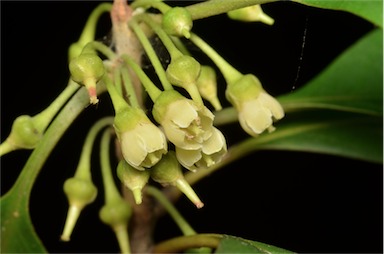 APII jpeg image of Pleioluma laurifolia  © contact APII