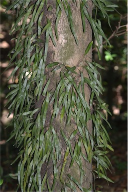 APII jpeg image of Pyrrosia confluens  © contact APII