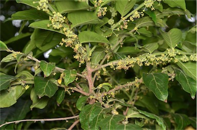 APII jpeg image of Glochidion philippicum  © contact APII