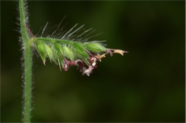 APII jpeg image of Oplismenus hirtellus  © contact APII