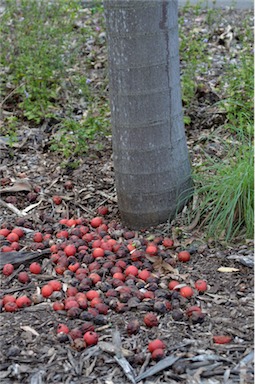 APII jpeg image of Wodyetia bifurcata  © contact APII