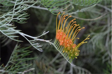 APII jpeg image of Grevillea 'Tango'  © contact APII