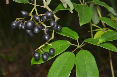 APII jpeg image of Cissus hypoglauca  © contact APII