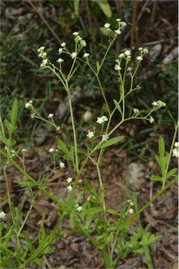 APII jpeg image of Parthenium hysterophorus  © contact APII