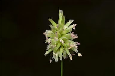 APII jpeg image of Enneapogon lindleyanus  © contact APII