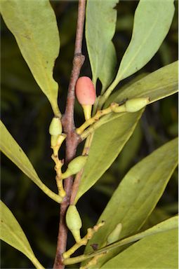 APII jpeg image of Dendrophthoe glabrescens  © contact APII