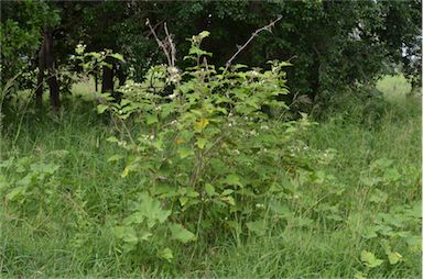 APII jpeg image of Solanum torvum  © contact APII