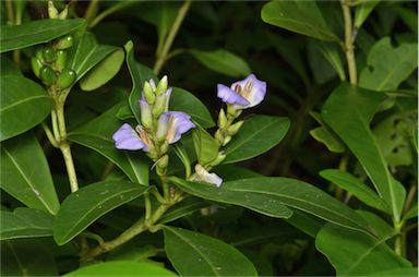 APII jpeg image of Acanthus ilicifolius  © contact APII