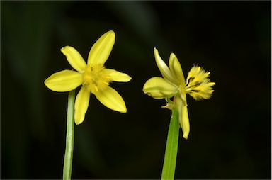 APII jpeg image of Tricoryne anceps subsp. pterocaulon  © contact APII