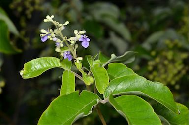 APII jpeg image of Vitex trifolia var. trifolia  © contact APII