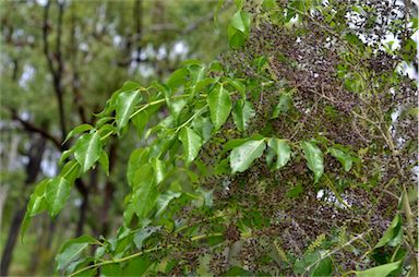 APII jpeg image of Polyscias elegans  © contact APII