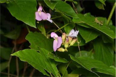 APII jpeg image of Canavalia papuana  © contact APII