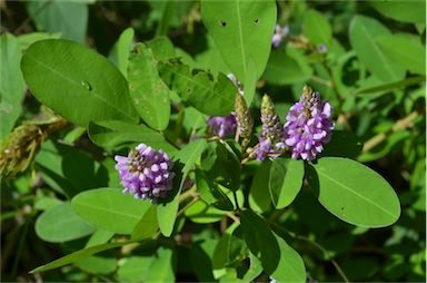 APII jpeg image of Desmodium heterocarpon var. strigosum  © contact APII
