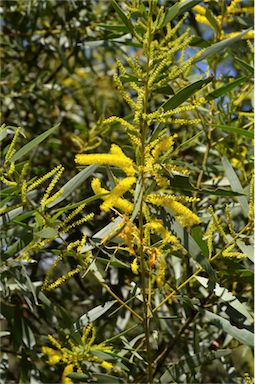 APII jpeg image of Acacia leptostachya  © contact APII