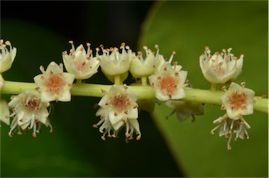 APII jpeg image of Terminalia catappa  © contact APII