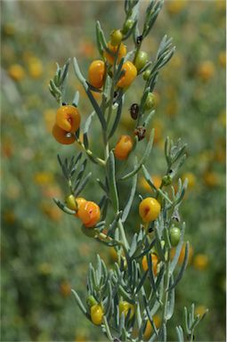 APII jpeg image of Enchylaena tomentosa  © contact APII