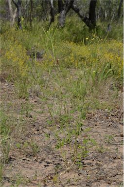 APII jpeg image of Cleome viscosa  © contact APII