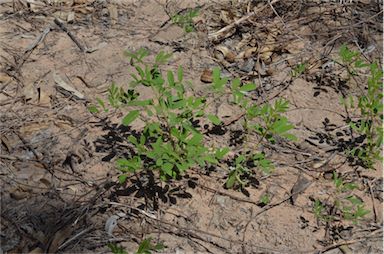 APII jpeg image of Indigofera hirsuta  © contact APII
