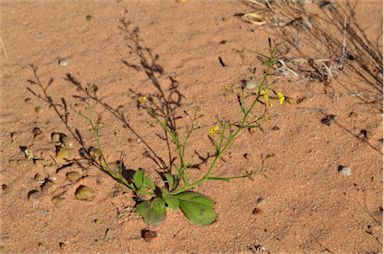 APII jpeg image of Goodenia paniculata  © contact APII