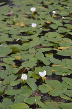 APII jpeg image of Ottelia ovalifolia  © contact APII