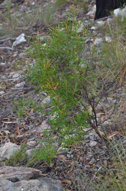 APII jpeg image of Astrotricha biddulphiana  © contact APII