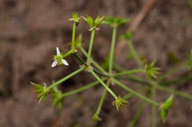 APII jpeg image of Damasonium minus  © contact APII