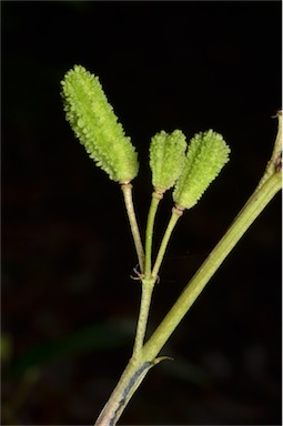 APII jpeg image of Corchorus reynoldsiae  © contact APII