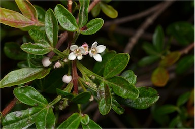 APII jpeg image of Zieria montana  © contact APII