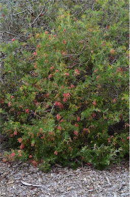 APII jpeg image of Grevillea fililoba  © contact APII