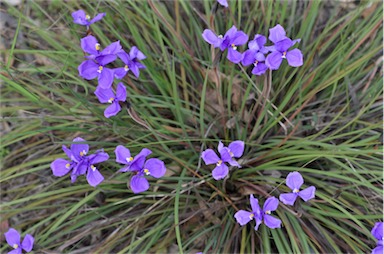 APII jpeg image of Patersonia sericea  © contact APII