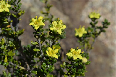 APII jpeg image of Asterolasia trymalioides  © contact APII