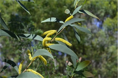 APII jpeg image of Acacia cheelii  © contact APII