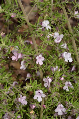 APII jpeg image of Prostanthera stenophylla  © contact APII