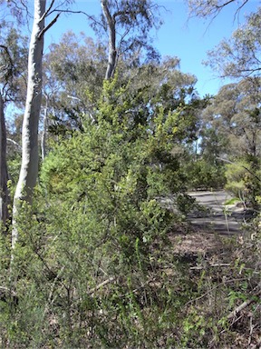 APII jpeg image of Pultenaea altissima  © contact APII