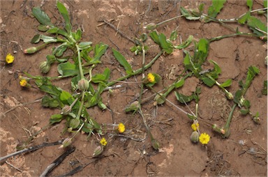 APII jpeg image of Hedypnois rhagadioloides subsp. cretica  © contact APII