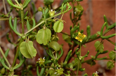 APII jpeg image of Roepera eremaea  © contact APII