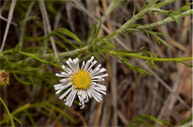 APII jpeg image of Brachyscome ciliaris var. lanuginosa  © contact APII